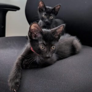 2 kittens