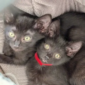 Welcome to your New Home Spicy and Taco