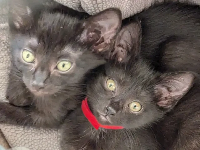 Welcome to your New Home Spicy and Taco