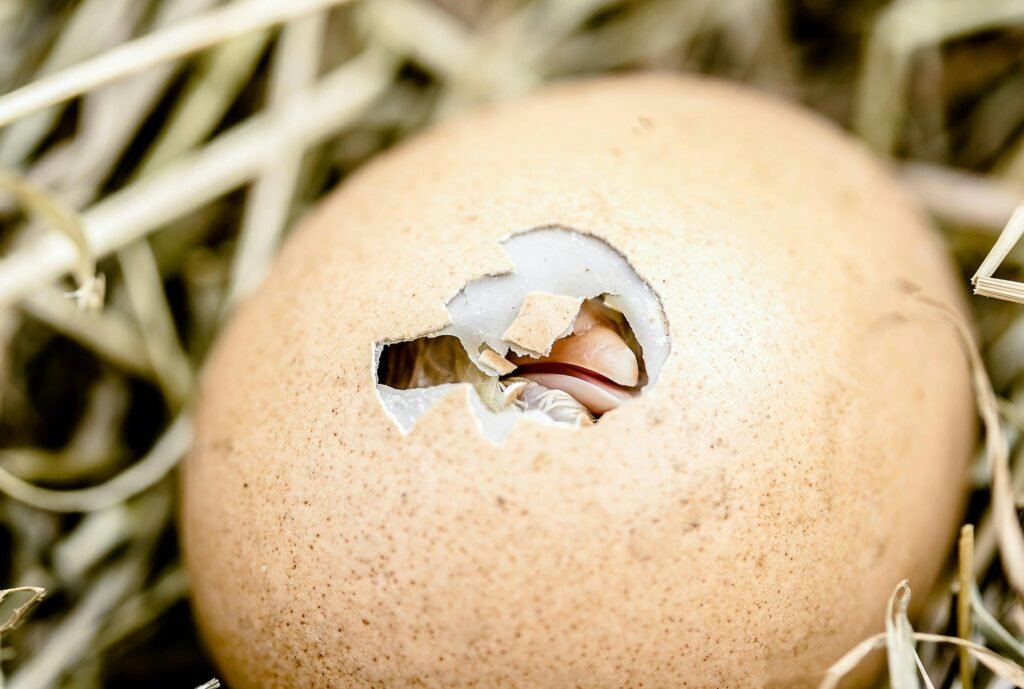 Coming Out of My Shell